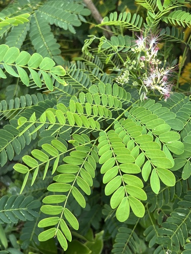 Albizia retusa iNat (2)