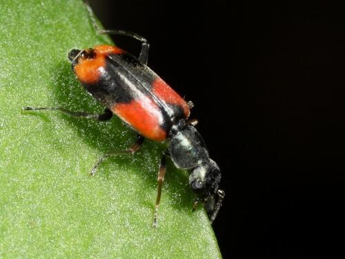 Eurasian Red-and-black Melyrid, Herewegwijk en Helpman, Groningen, Netherlands, photo 7 of 10