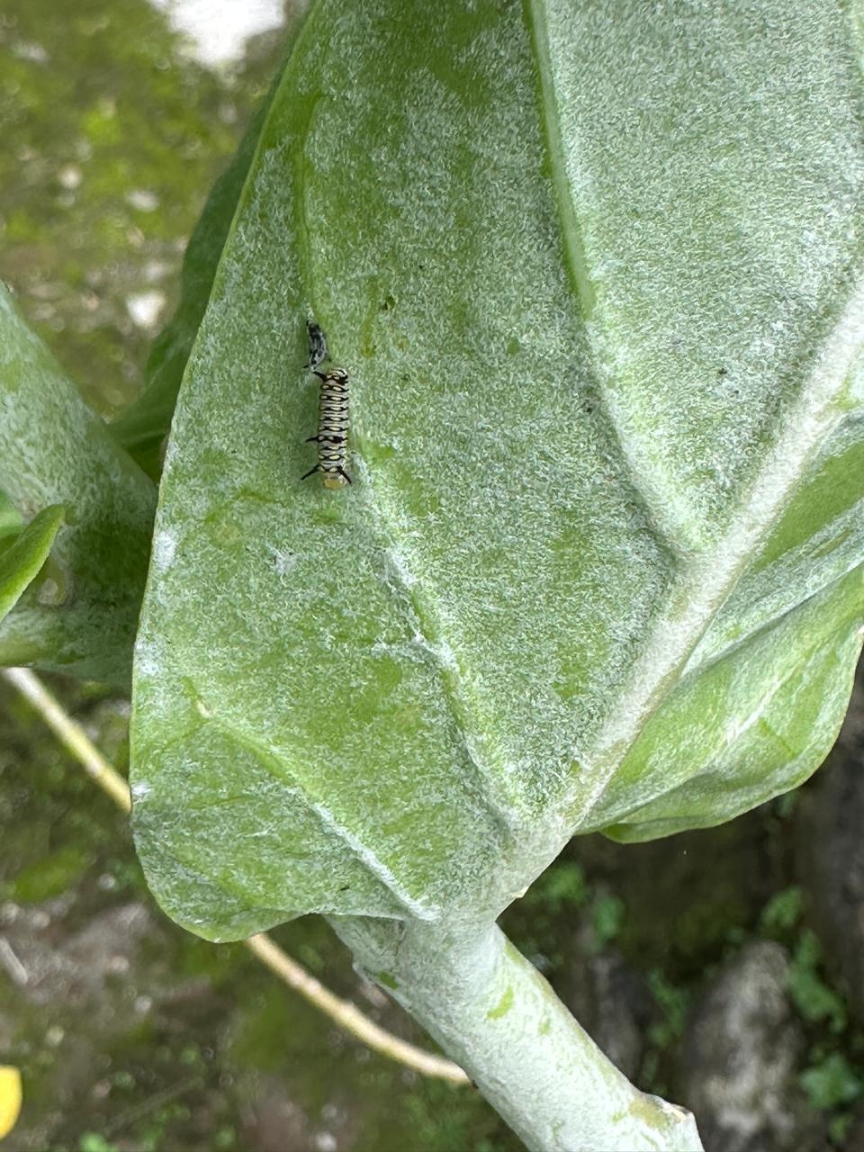 Plain Tiger