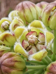 Asclepiadinae