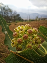Asclepiadinae