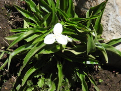 Weldenia candida