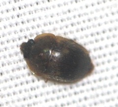 Amphicrossus ciliatus