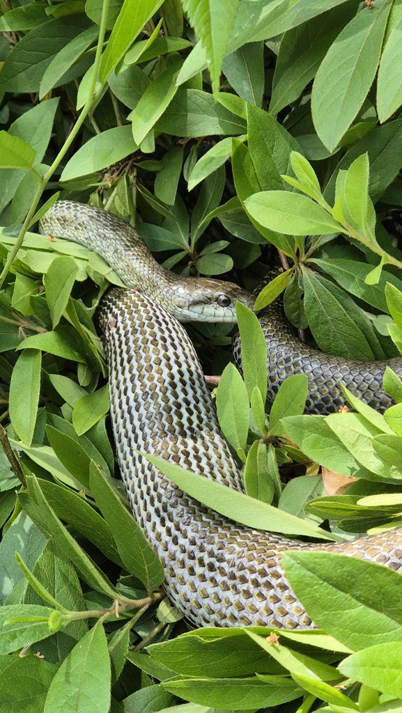 Japanese Ratsnake