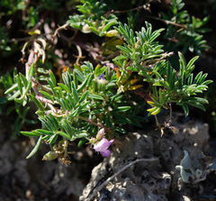 Astragalus vexilliflexus