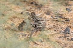 Eremias velox