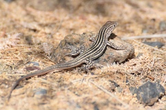 Eremias velox