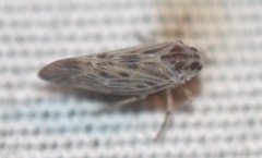 Cedusa maculata