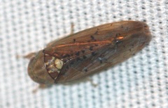 Ponana quadralaba