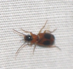 Badister neopulchellus