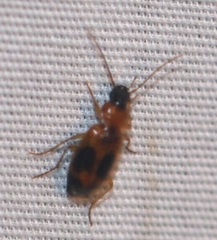 Badister neopulchellus