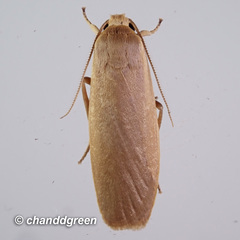 Danielithosia immaculata