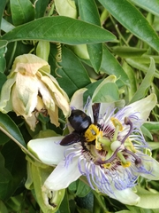 Xylocopa pubescens