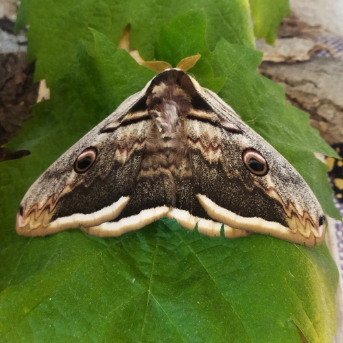 Giant peacock moth