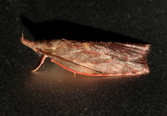 Enchocrates