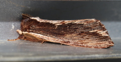 Hylaeora capucina