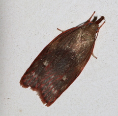 Enchocrates