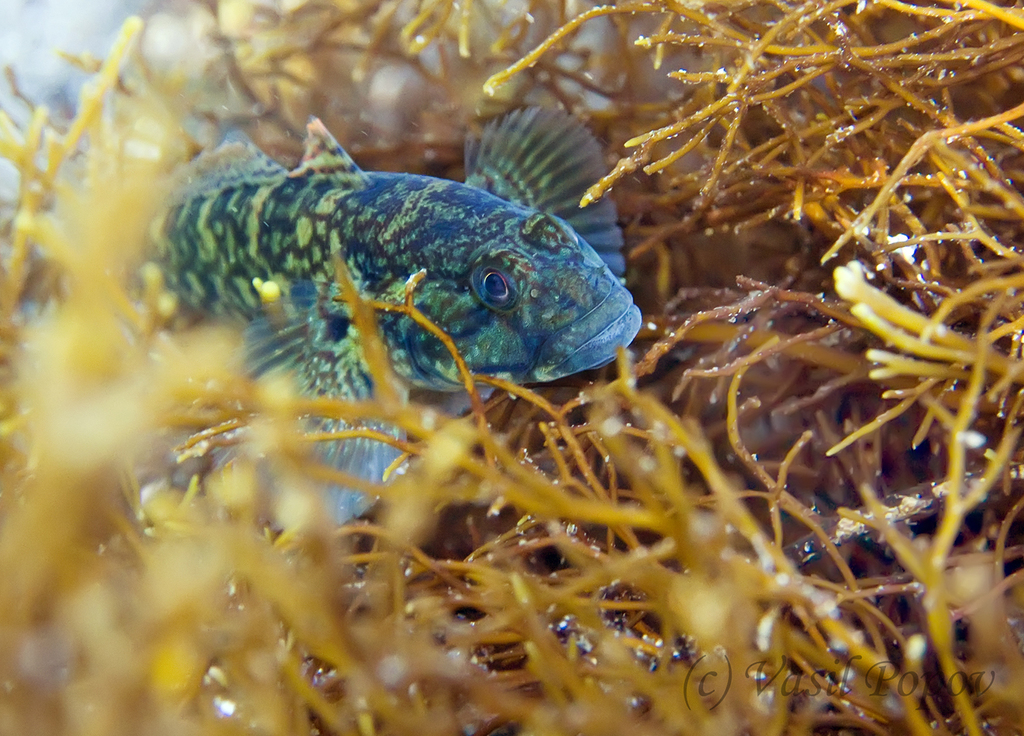 Mushroom goby