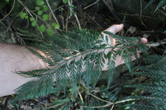 Asplenium appendiculatum appendiculatum