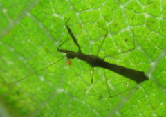 Bactrodes spinulosus