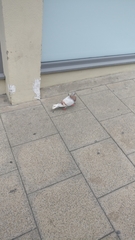 Columba livia domestica