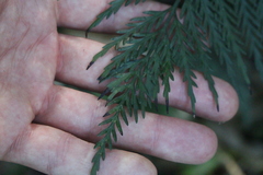 Asplenium appendiculatum appendiculatum
