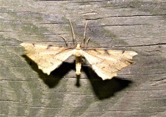 Artiora evonymaria