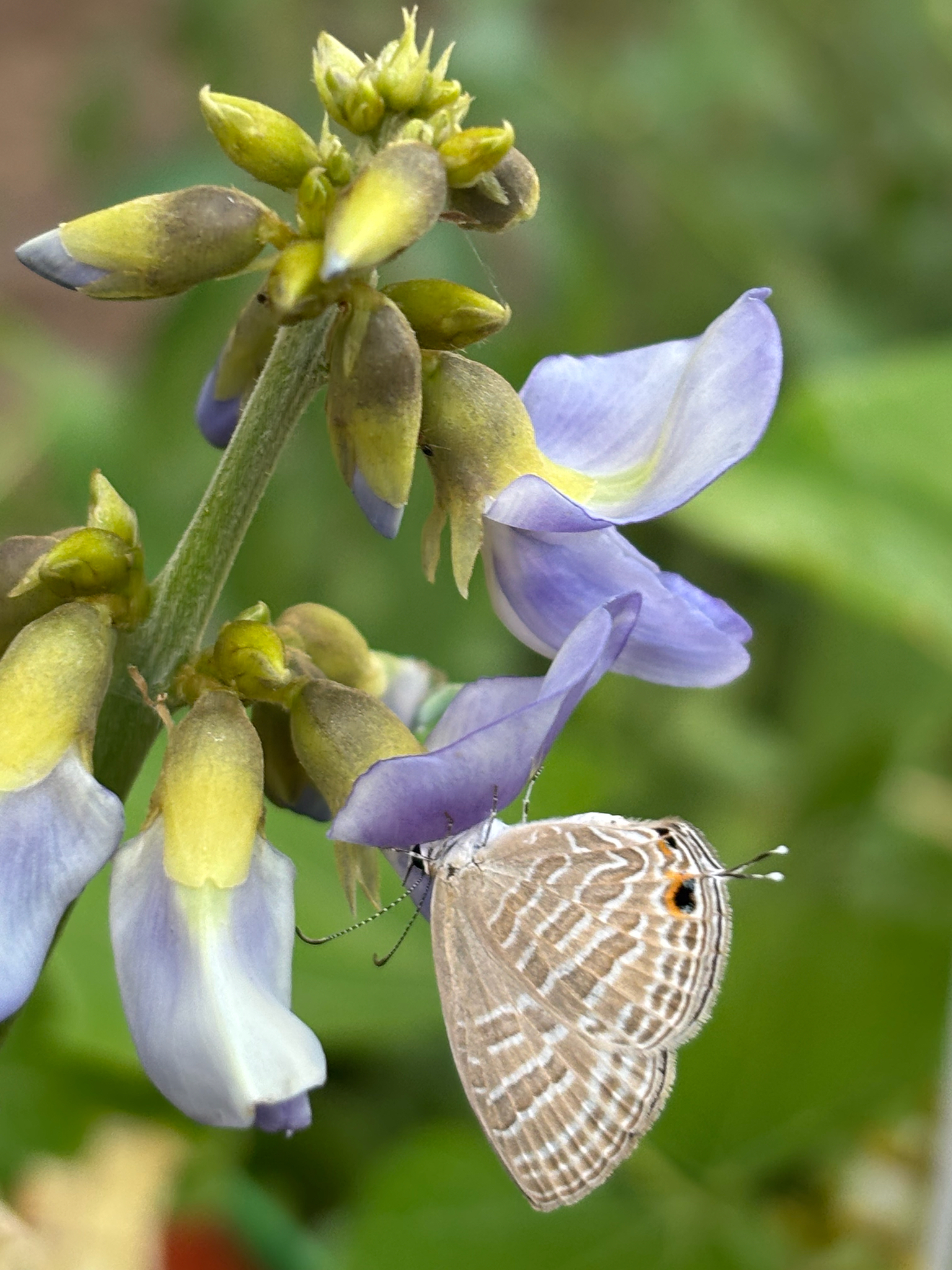 Common Cerulean