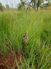 Brachycorythis conica transvaalensis