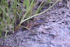 Gryllotalpa unispina