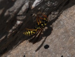 Polistes mongolicus