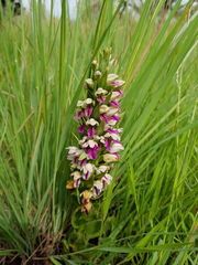 Brachycorythis conica transvaalensis