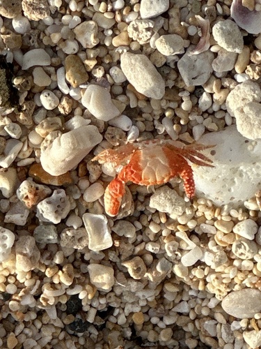Paraxanthias notatus observed 2025-05-13