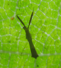 Bactrodes spinulosus