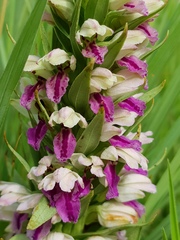 Brachycorythis conica transvaalensis