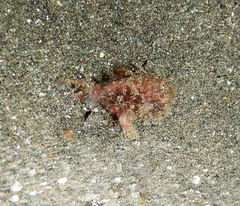 Antennarius striatus