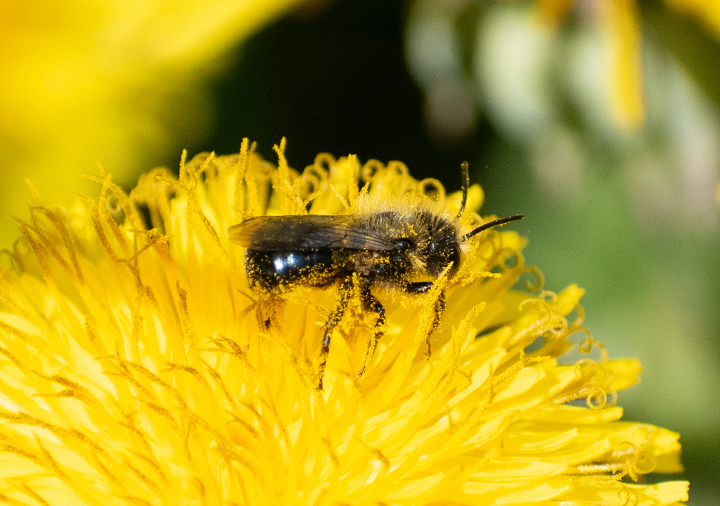 Mason Bees from Ada County, ID, USA on April 25, 2024 at 11:01 AM by ...