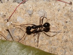 Camponotus ionius