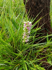 Brachycorythis conica transvaalensis