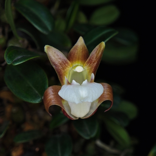 Fargesii Orchid