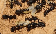 Camponotus ionius