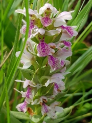 Brachycorythis conica transvaalensis