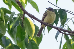 Myiopagis gaimardii