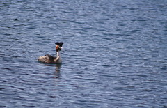 Podiceps cristatus australis