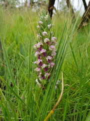 Brachycorythis conica transvaalensis