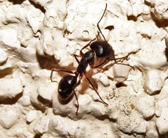 Camponotus ionius