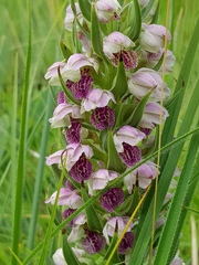 Brachycorythis conica transvaalensis