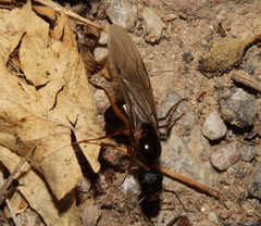 Camponotus ionius