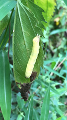 Condicinae