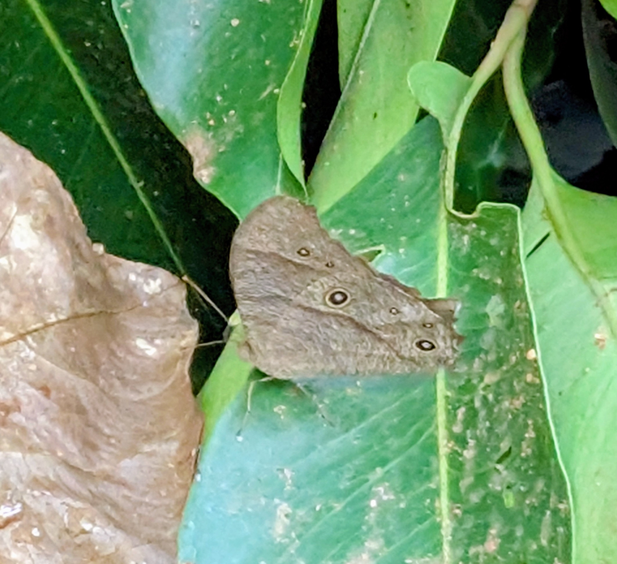 Common Evening Brown